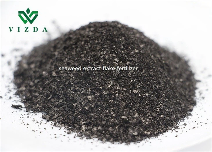 Seaweed Extract Powder Fertilizer