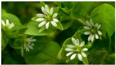 裏庭で気をつける7つの一般的な雑草とそれらを削除する方法に関する専門家のヒント