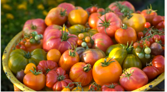 6月にトマトを植えるには遅すぎますか？成長する専門家は、あなたが成功した果物作物を得るために知っておくべきすべてを共有しています