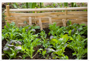 6月に何を植えるか - 今月成長するために野菜、サラダ、花