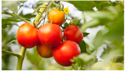 トマト植物のアブラムシに苦労していますか？専門家は、これらの害虫を永久に取り除く5つの方法を明らかにします