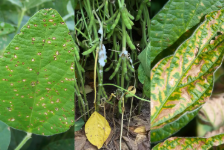 リノテックテクノロジーは、トウモロコシ、ジャガイモ、特殊作物向けの新しいバイオコントロールを提供します