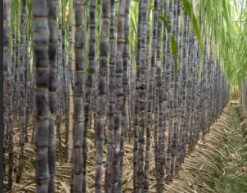 サトウキビを肥やすための究極のガイド