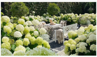 専門家の栽培者によると、より大きく、より良い咲くアナベルアジサイに咲く5つの実証済みの方法