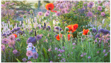 熱波から最も危険にさらされている6つの花 - 気温が上昇しても幸せに咲く方法