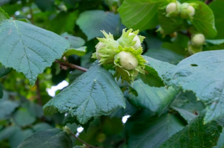 Suelo Vivo：La Clavedeléxitoen Avellano Europeo