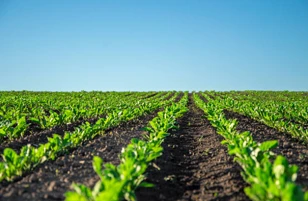Attune Agriculture、エントラップメント殺虫剤の EPA 登録を確保