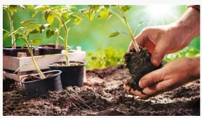 True Organic は、家庭菜園家向けの新しい鉢植えや植栽のコレクションを小売用土壌に拡大します