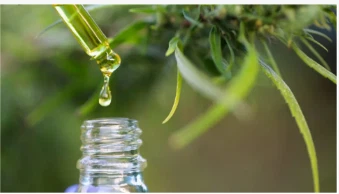 科学者らは、大麻の葉には医療効果のある希少な化合物が含まれていると述べている